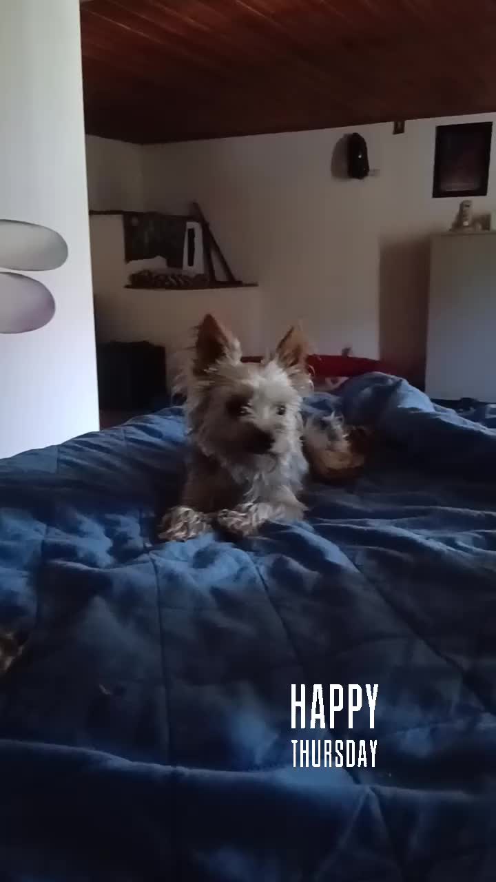 @Buddy the fundog