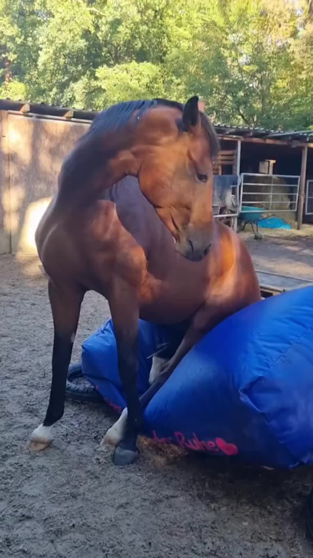 @Ani