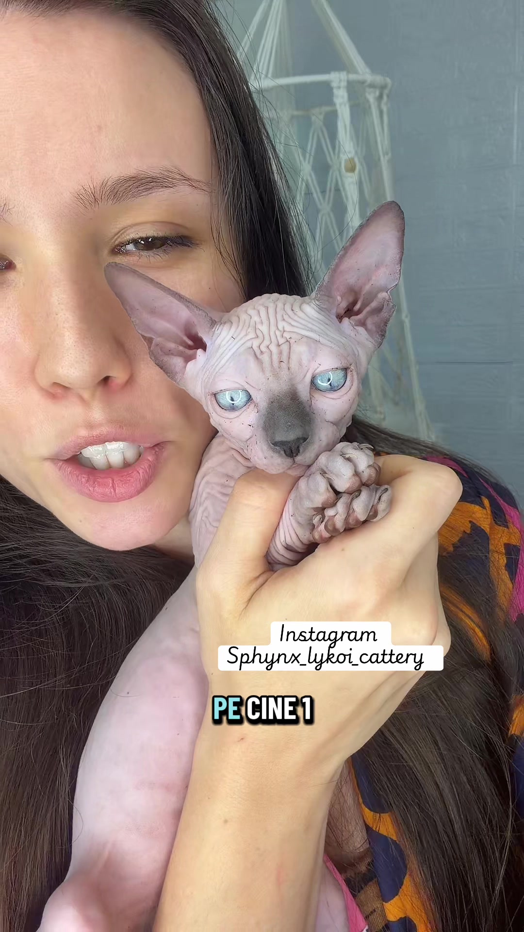 @Diana Ciortan Sphynx Romania