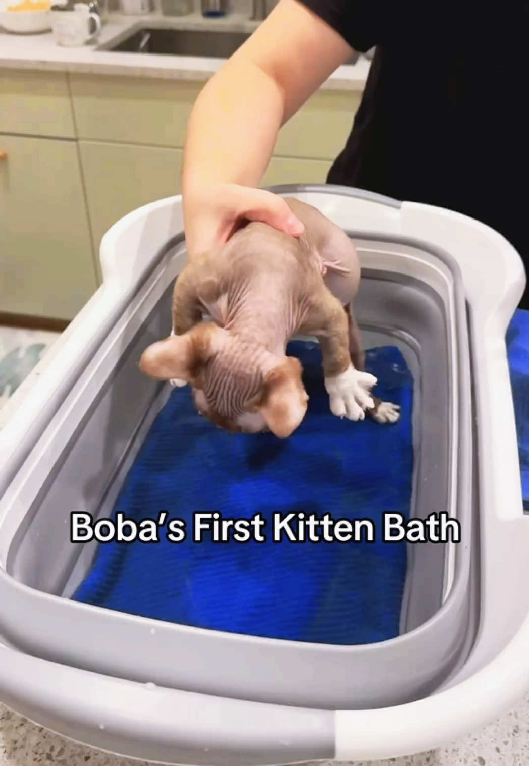 @Boba’s Buds Minskin Cats