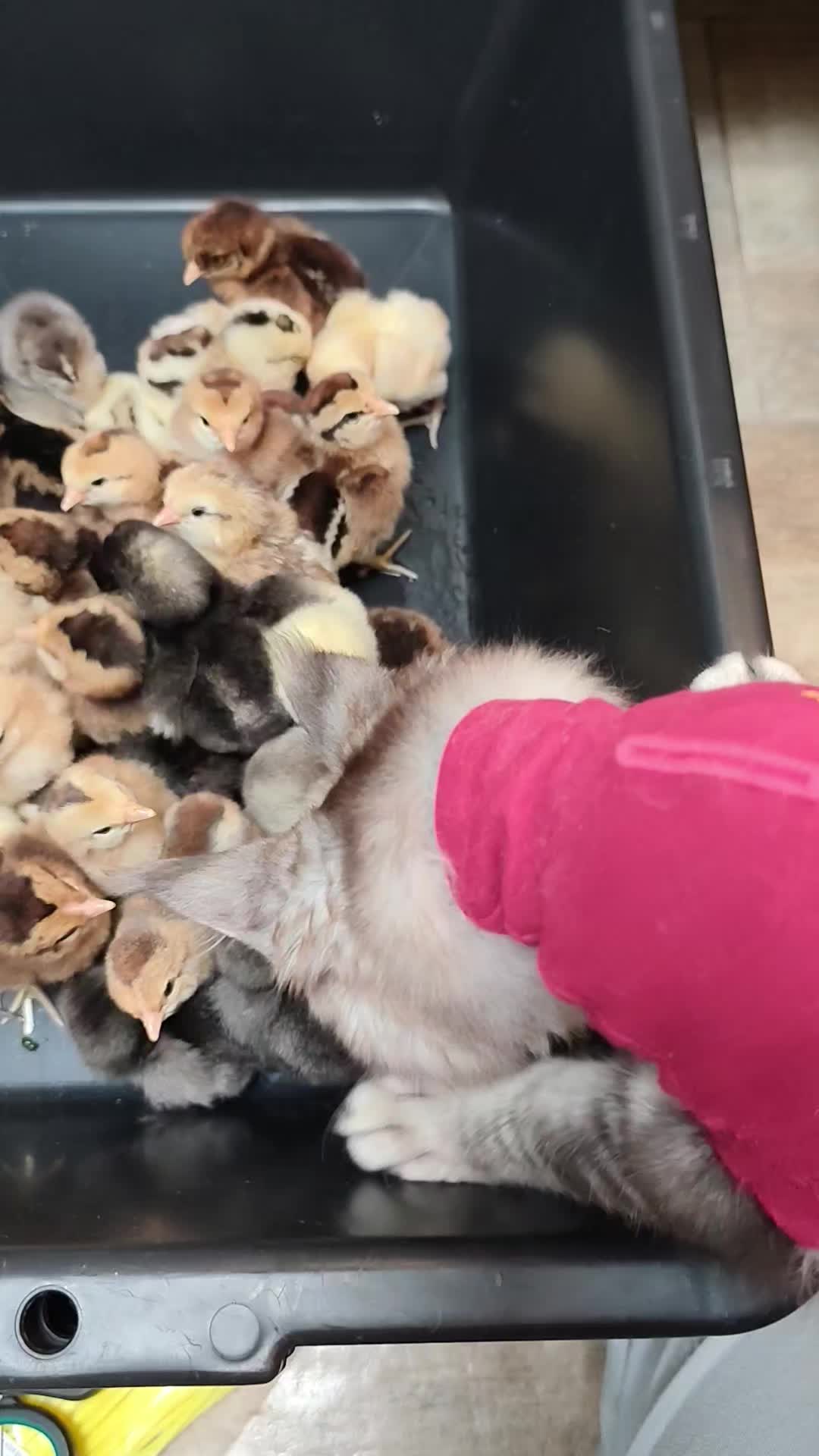 @Cattery Of Wild Kingdom