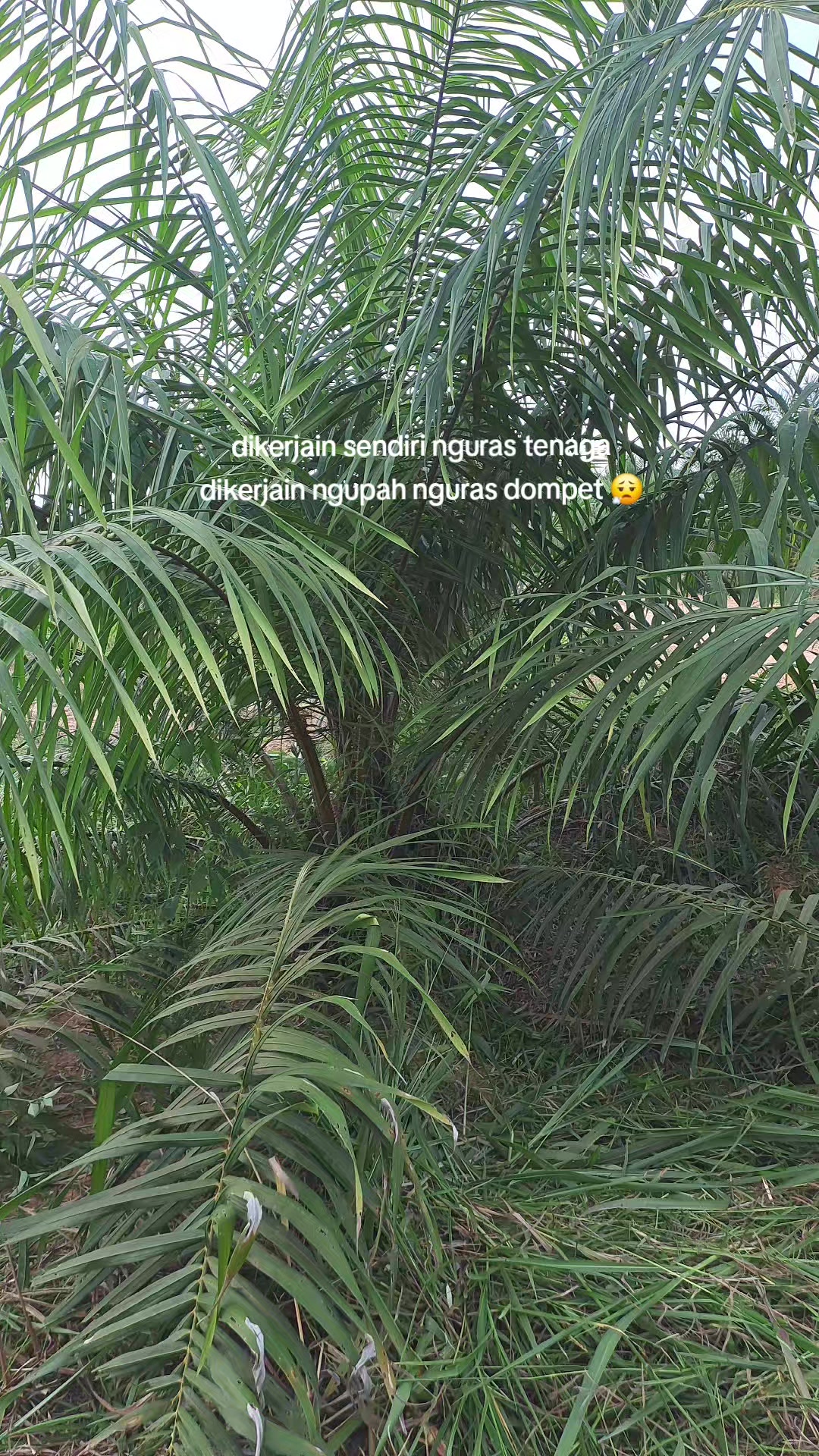 @elsa&hanan
