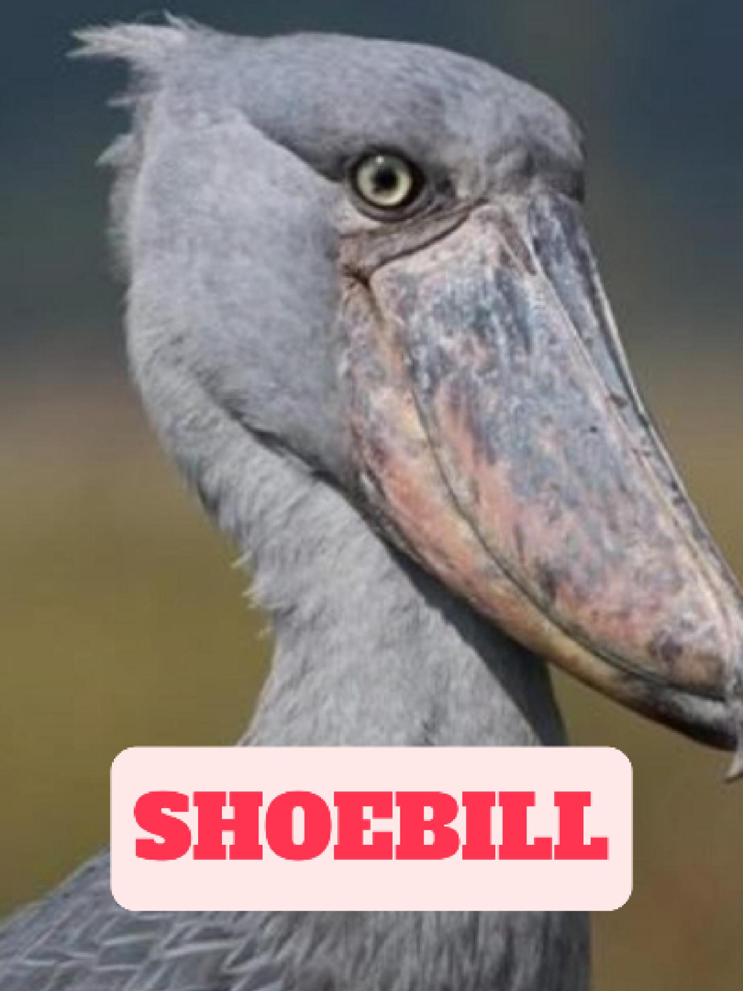 @WildlifeWonderTV Animal Facts