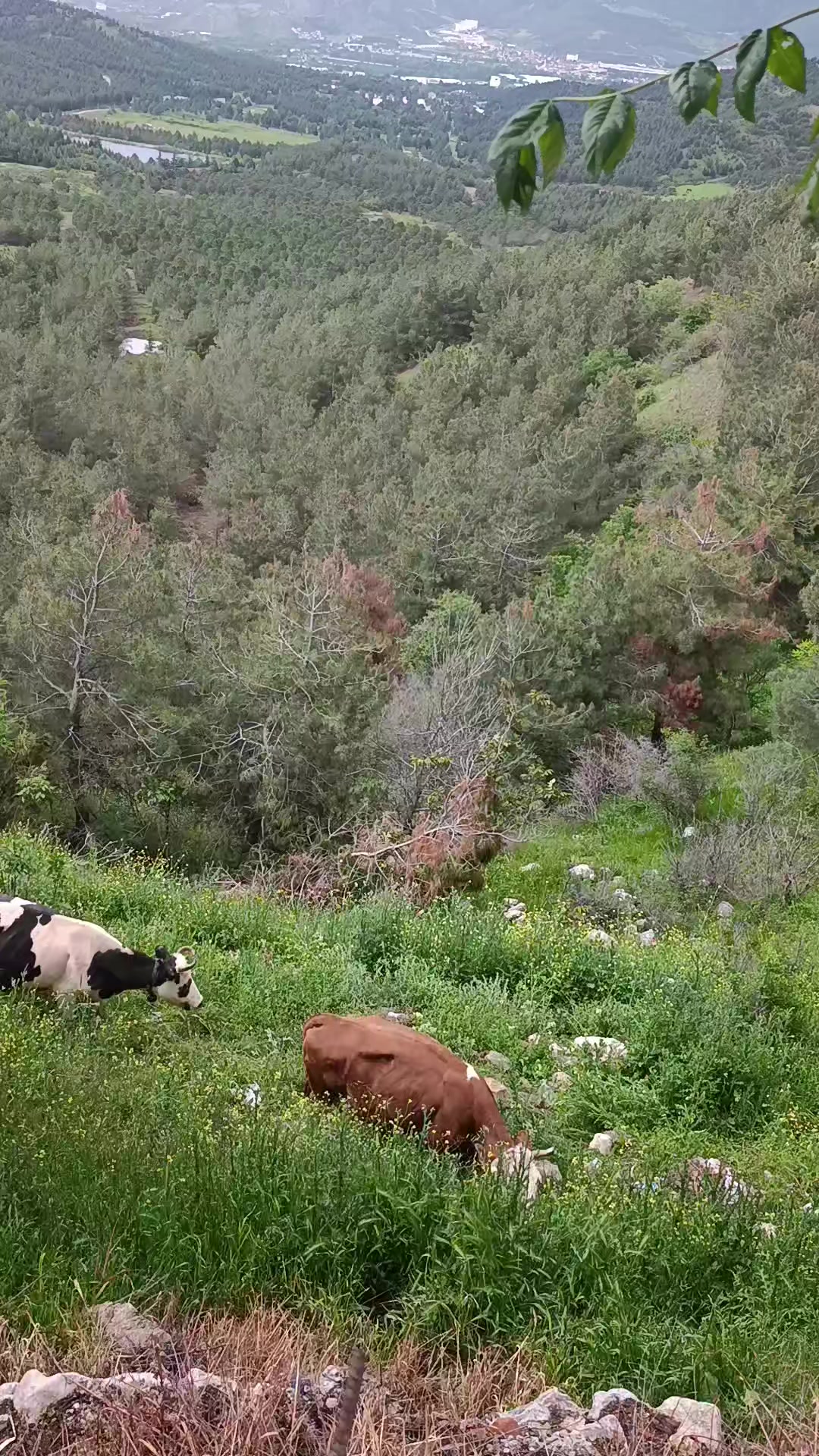 @❤🇹🇷🇹🇷🇹🇷🇹🇷🇹🇷🧿🧿🧿⚔️