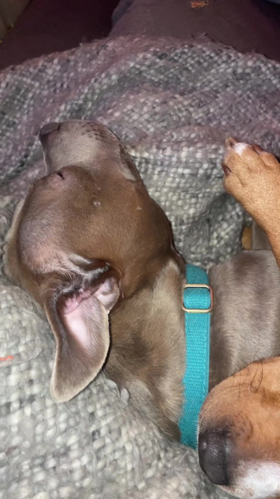 @Britney.paws🐾✨