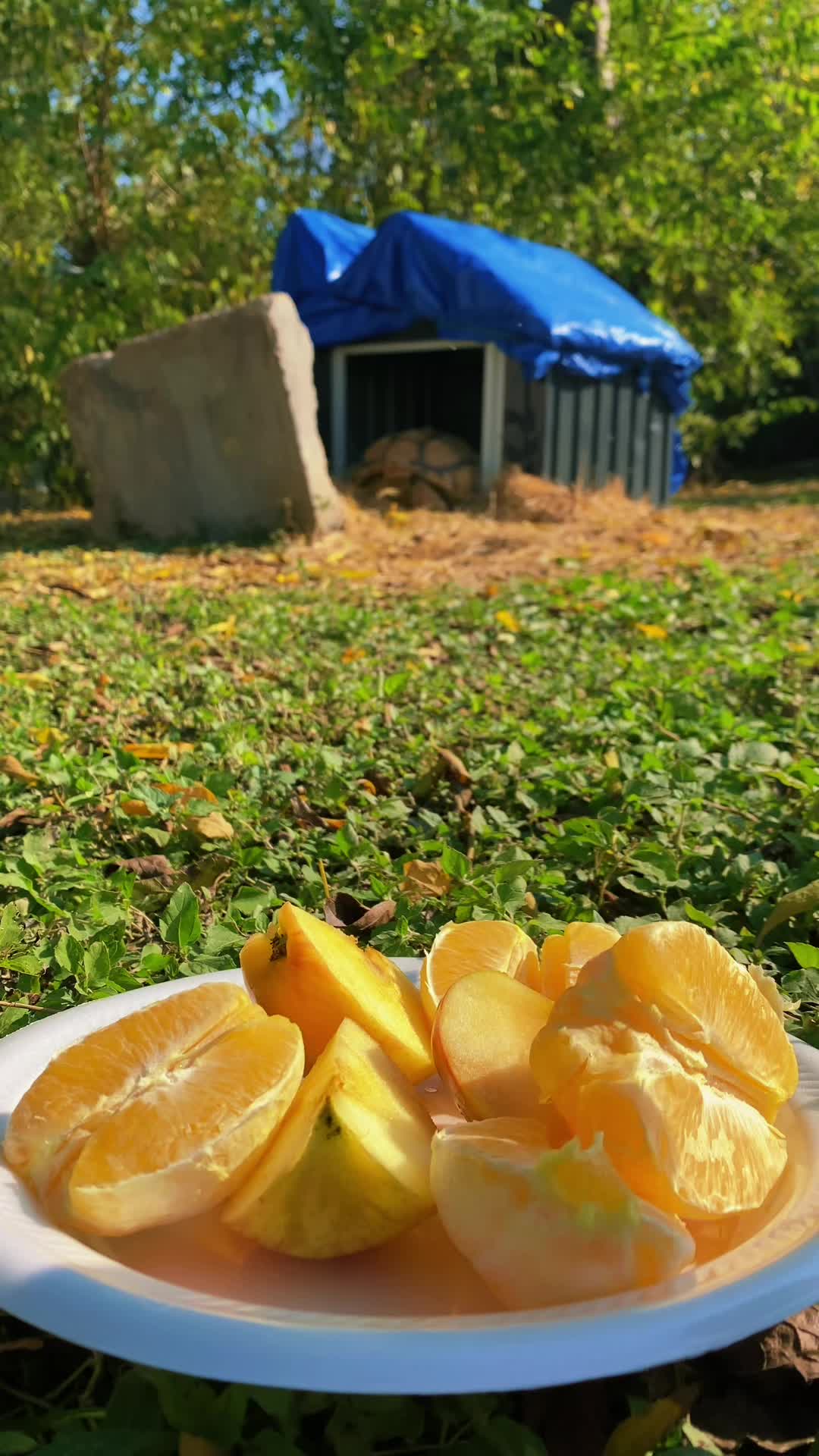 @OtisTheTortoise