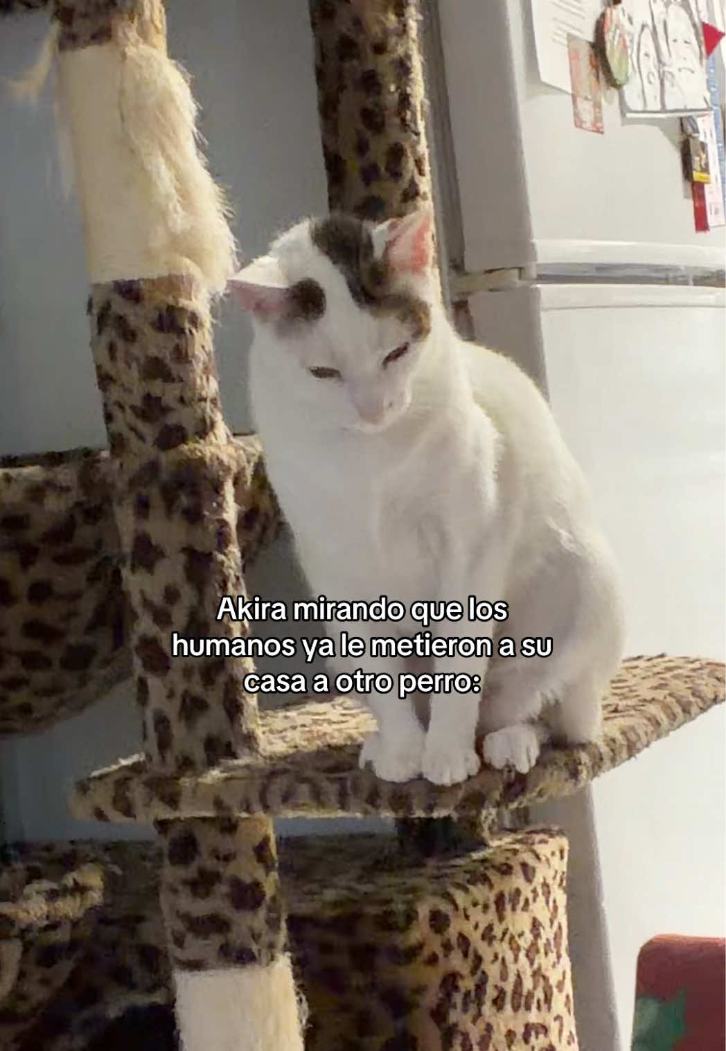 @Adriana Abraham