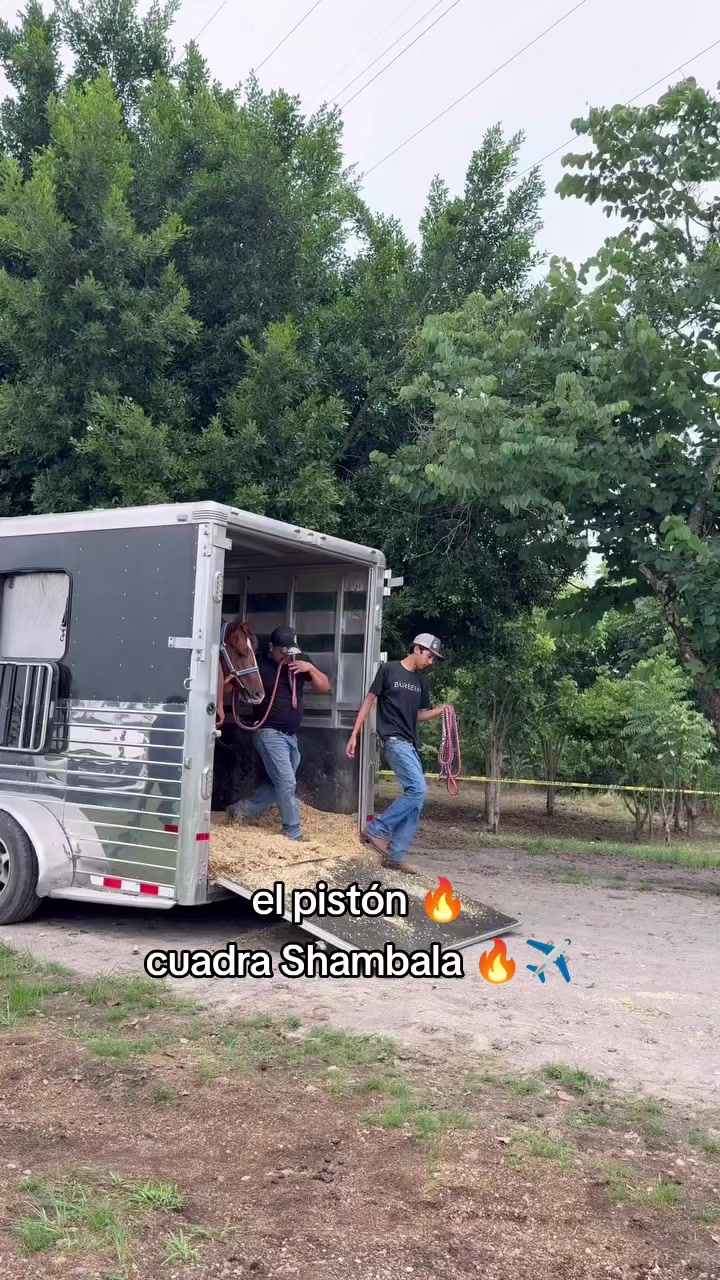 @carriles altos de jalisco🐎