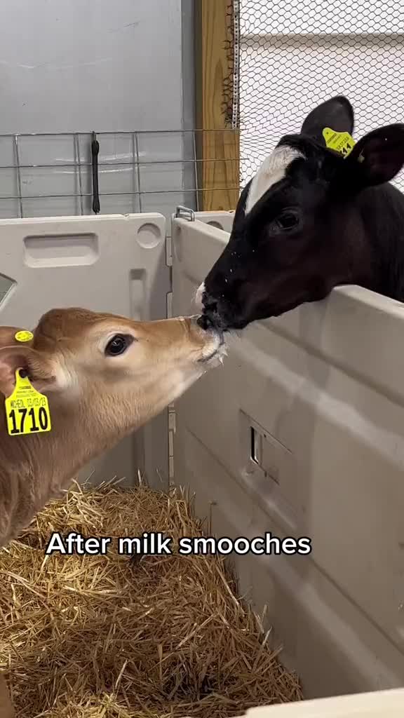 @Megan_dairygirl