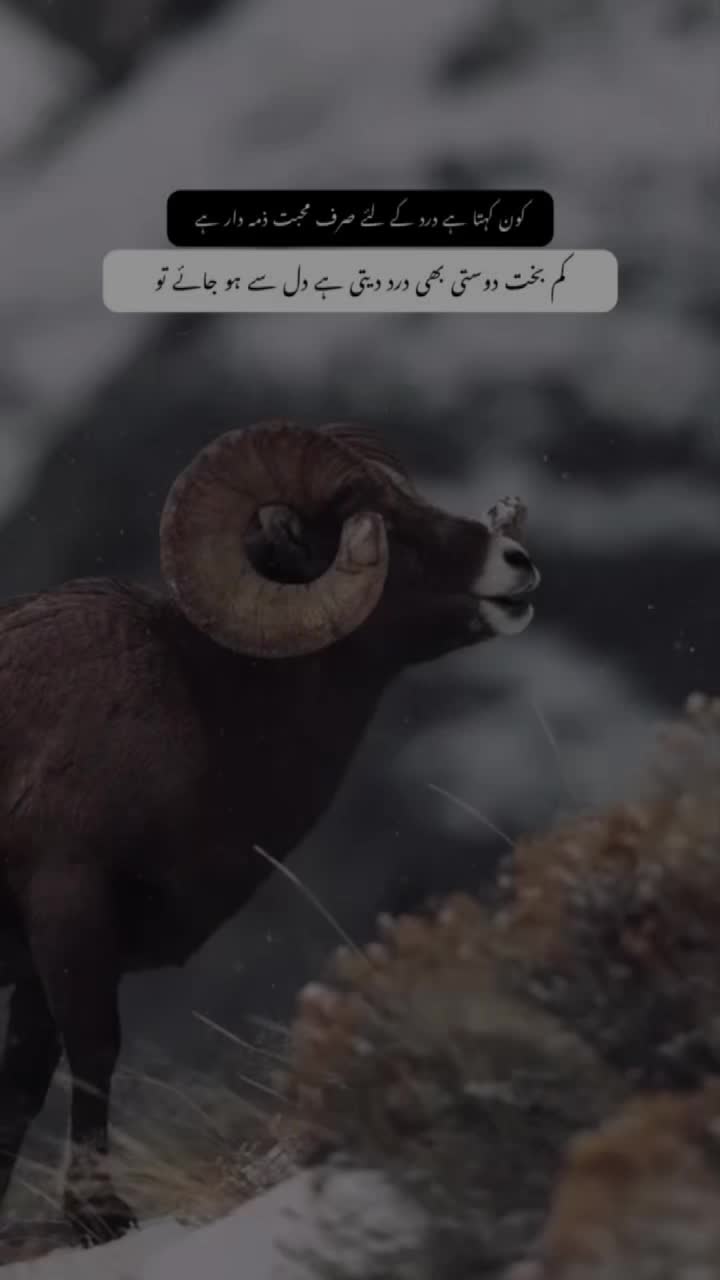 @𓆩𝕨𝕠𝕝𝕗_𝕒55𓆪