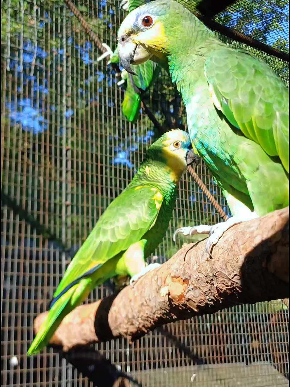 @Parco Zoo delle Star