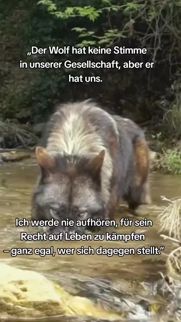 @schützt-den-wolf 🇦🇹