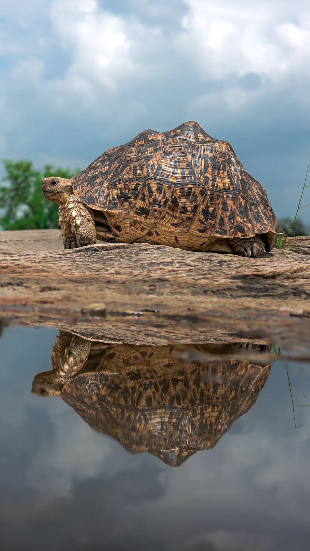 @Cam Whitnall