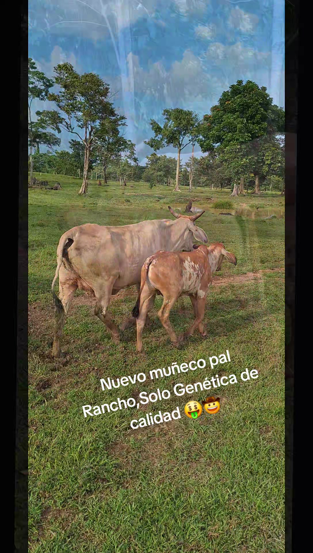 @Řobleto+🐄/Rancho (🐎)+🤠