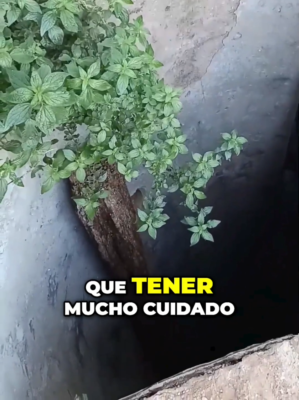 @Madrile