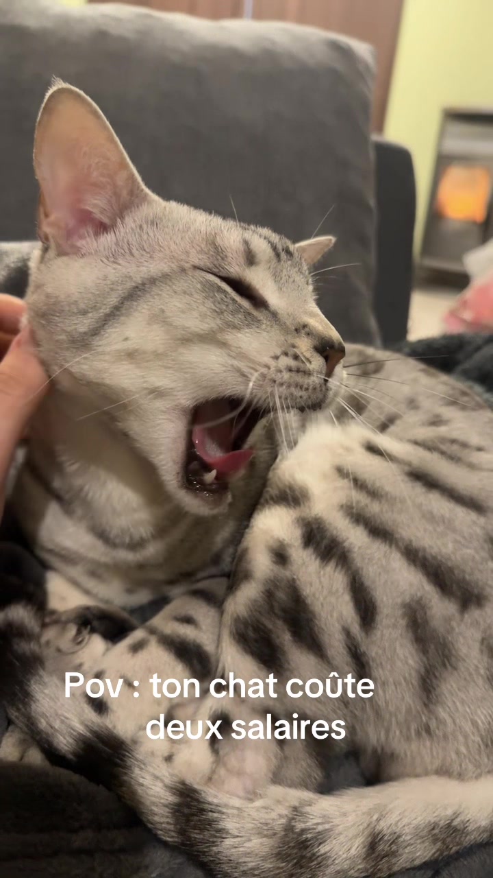 @๐ฌ๐๐๐๐๐๐๐๐ ๐ช