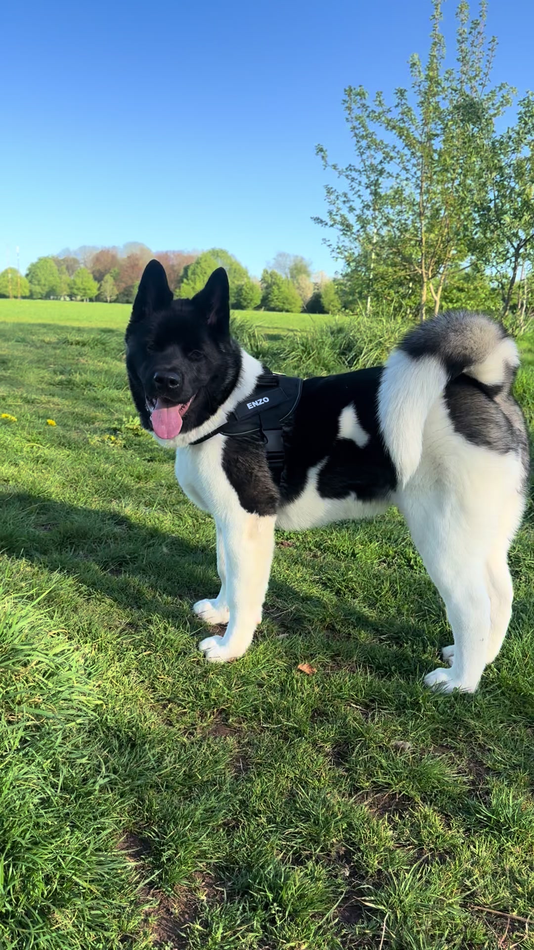 @EnzoTheAkita