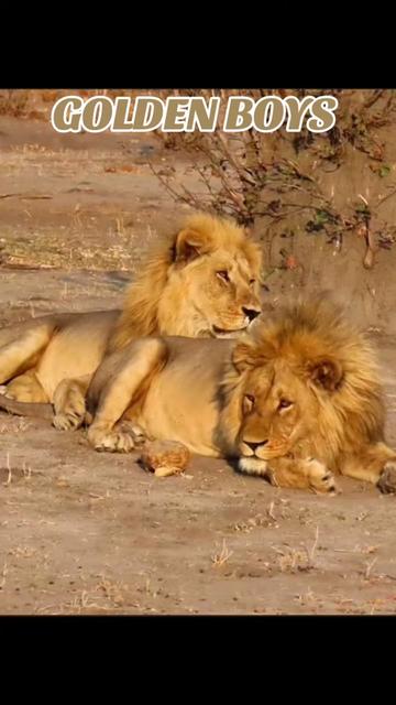 @Guzzicar🦁