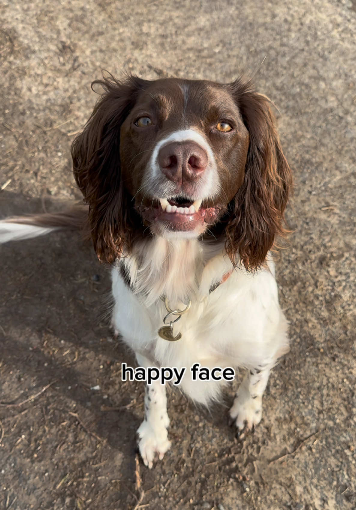 @Jinky Springer Spaniel ๐พ ๐