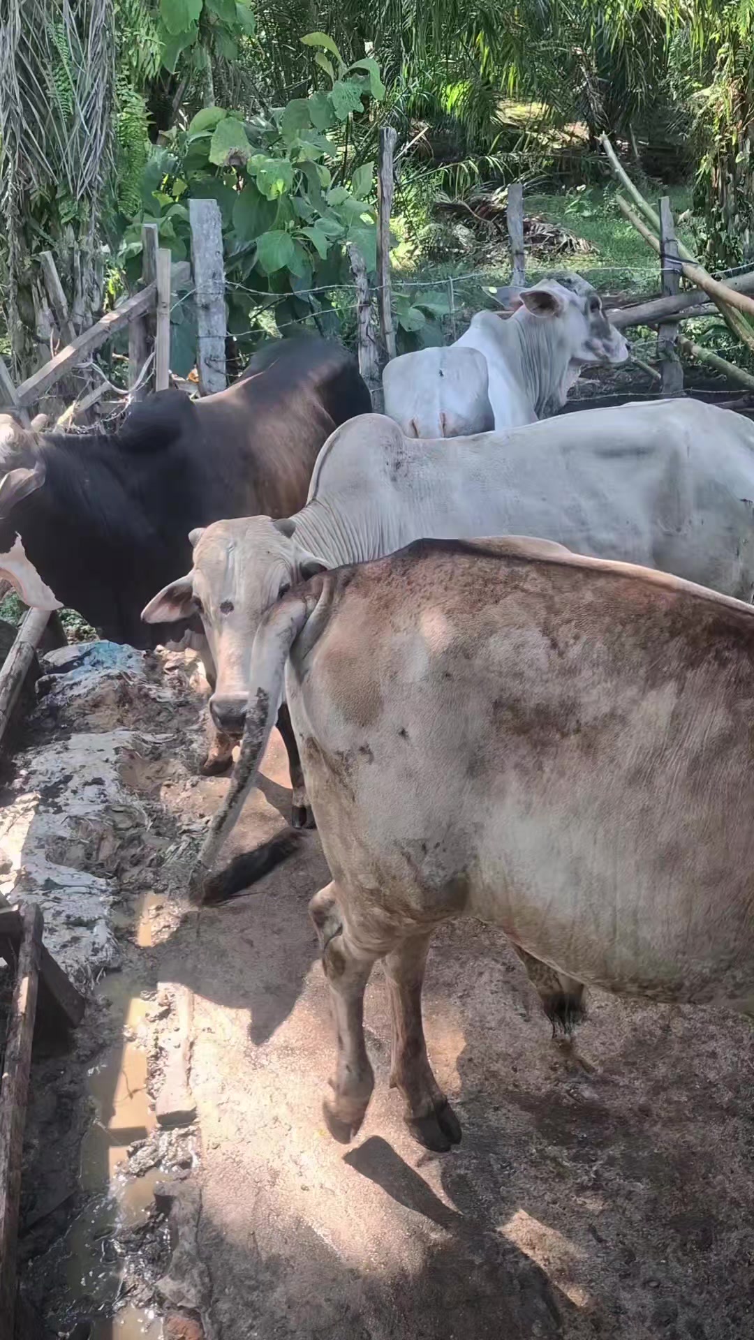 @Adzi BRAHMAN GROUP 447