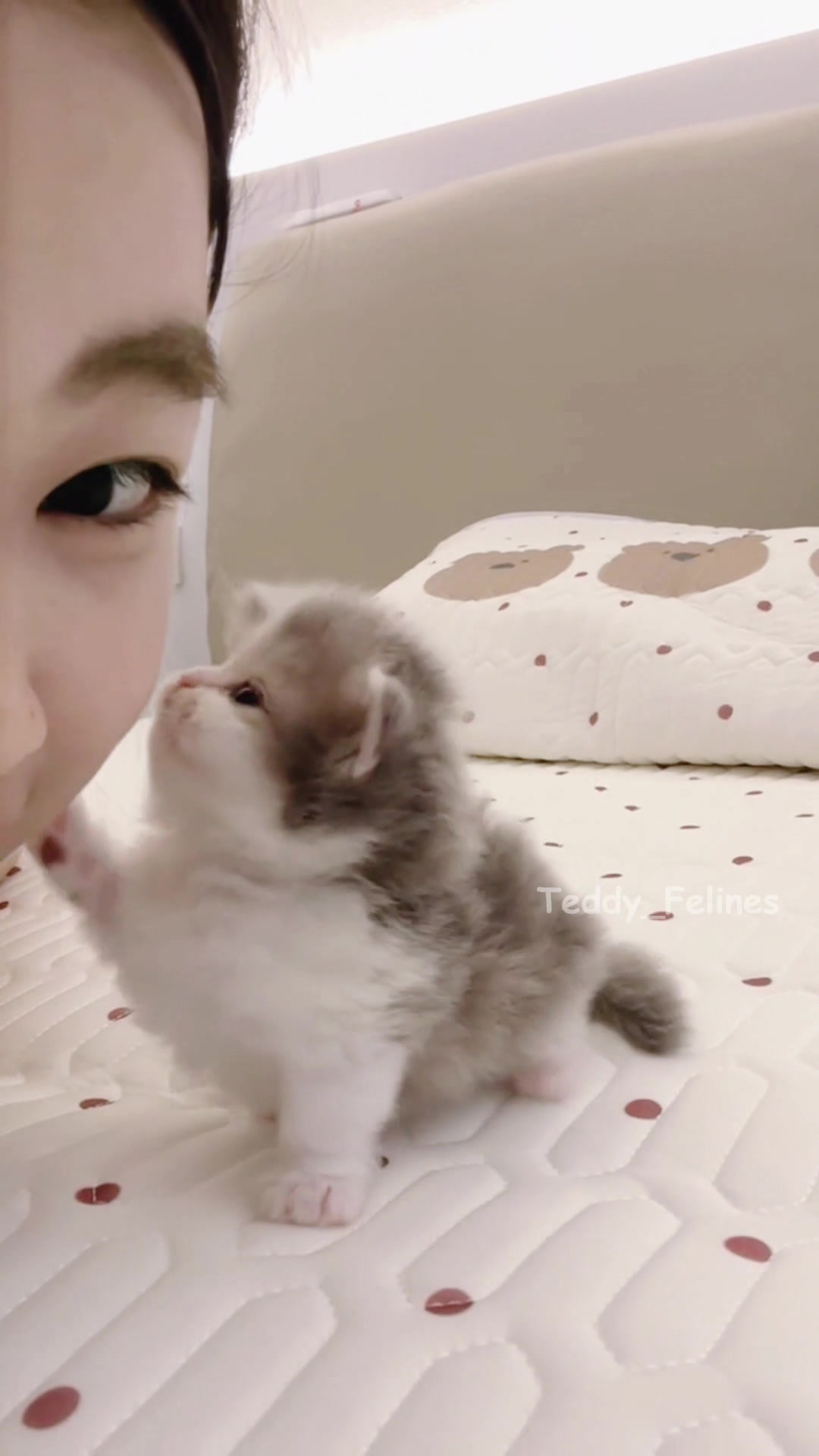 @Teddy_Felines 🧸🐾
