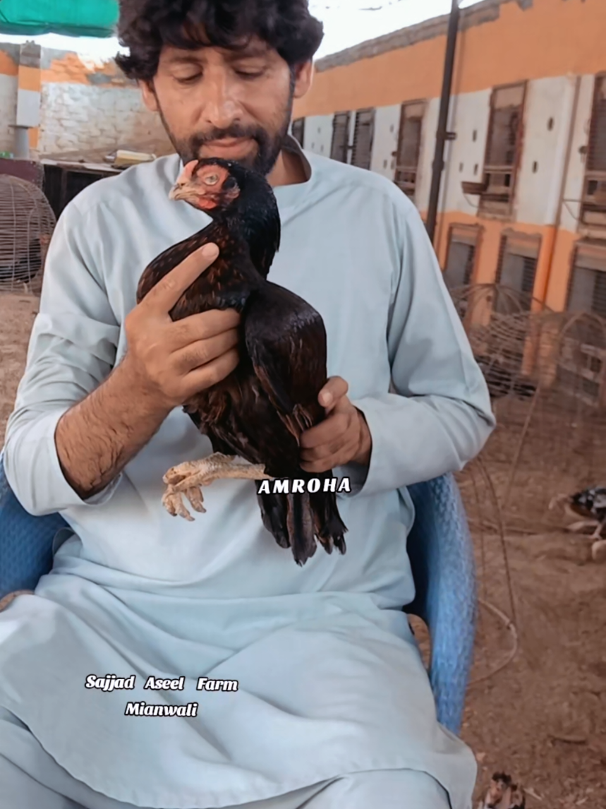 @Sajjad Aseel Farm