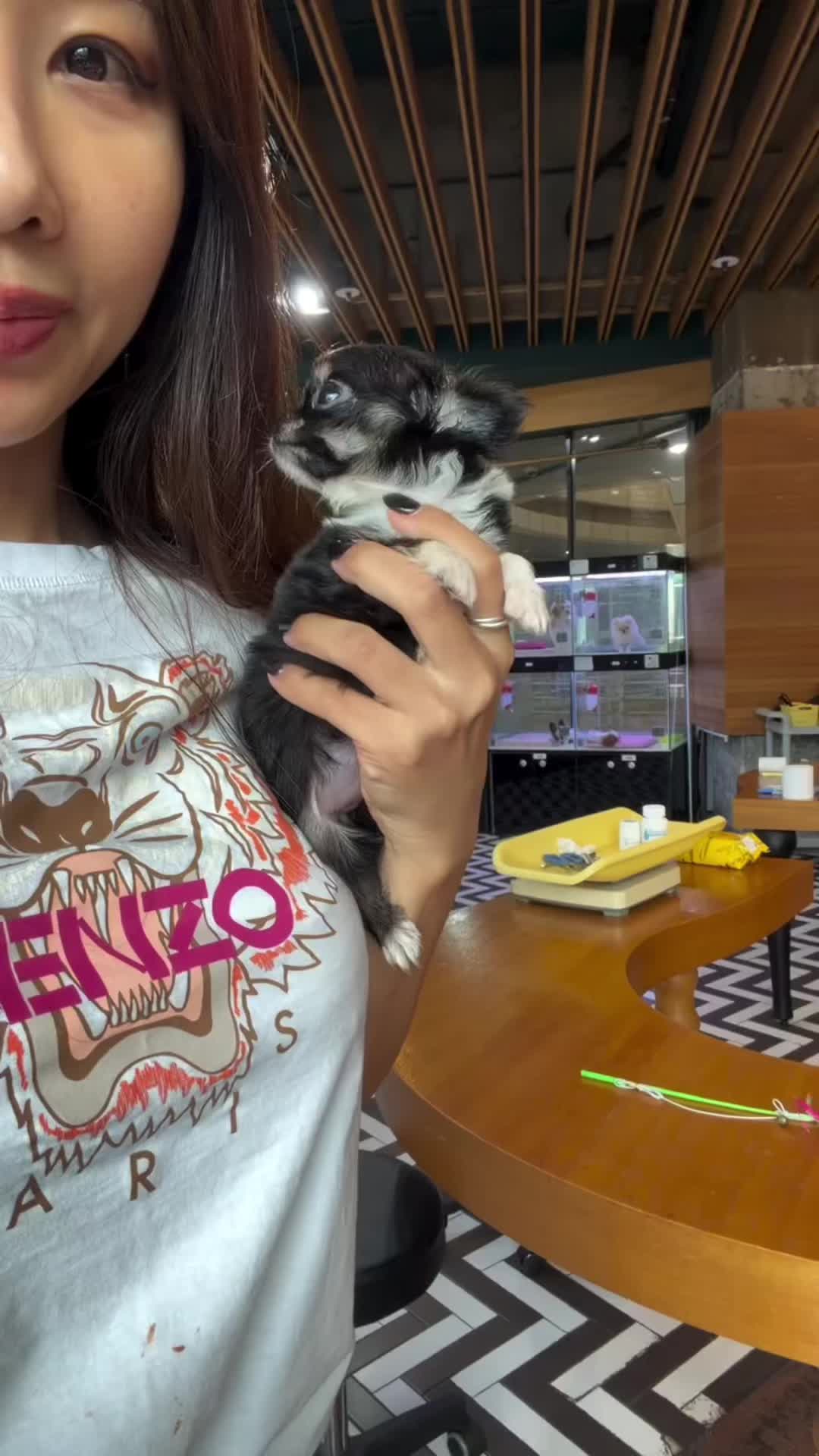 @Paradise Puppies🐶