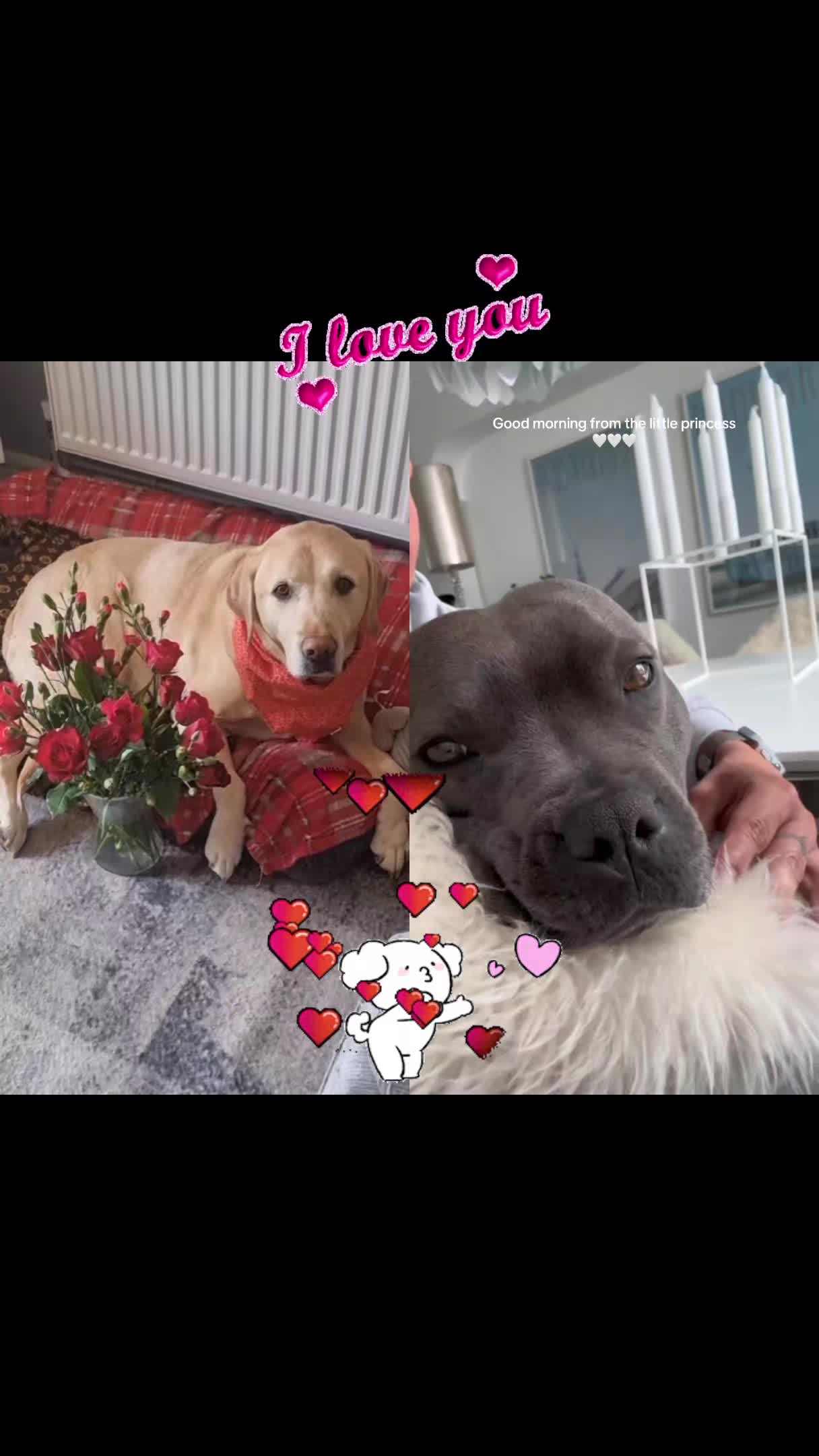 @🐾🐶maximus🐶🐾