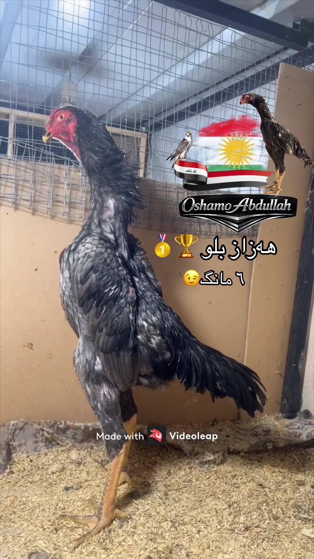 @ئۆشامۆ عبدالله🥇