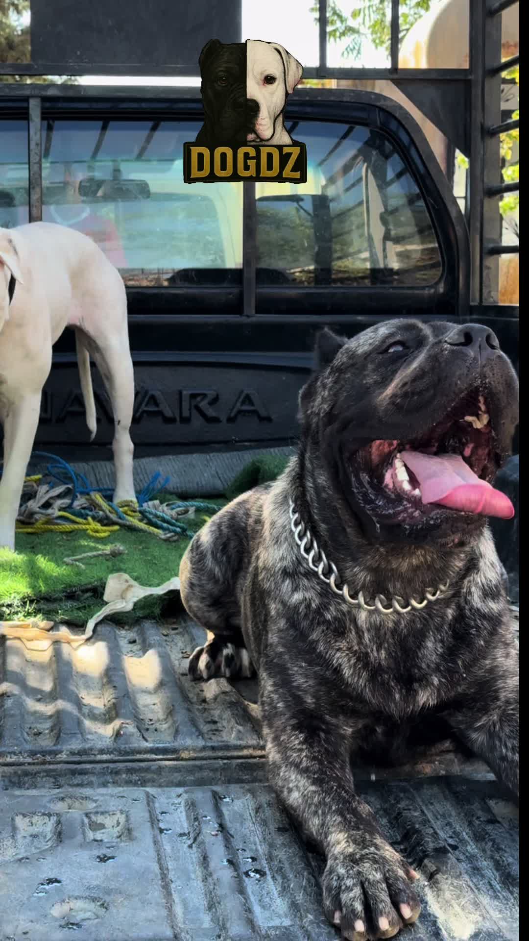 @dogdz🏴☠️🇩🇿