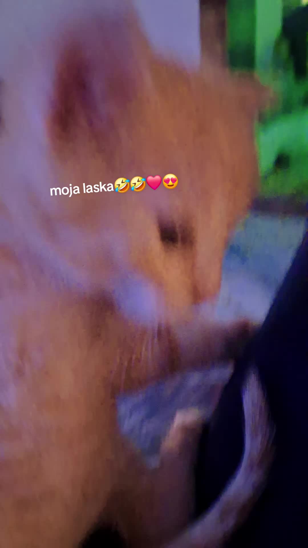 @tomaš