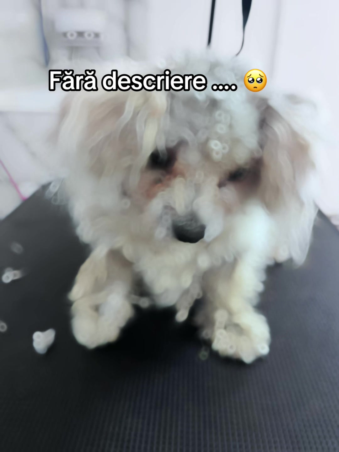 @Horia Adelina