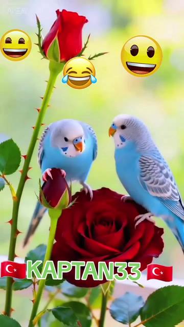 @EFSANE&KAPTAN