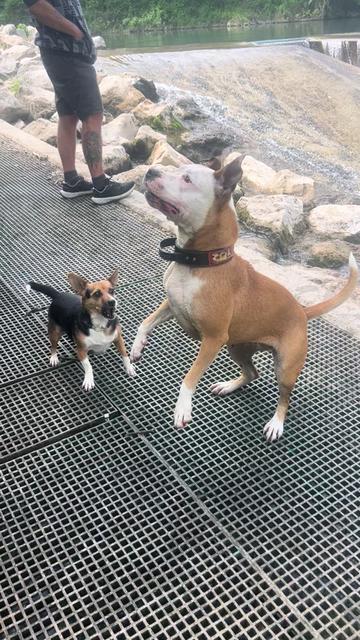 @MÉLODY 🐶🐱❤️