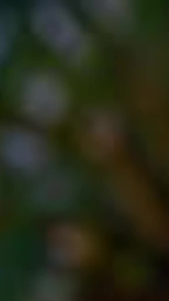 @নিঝুম রাতের তারা
