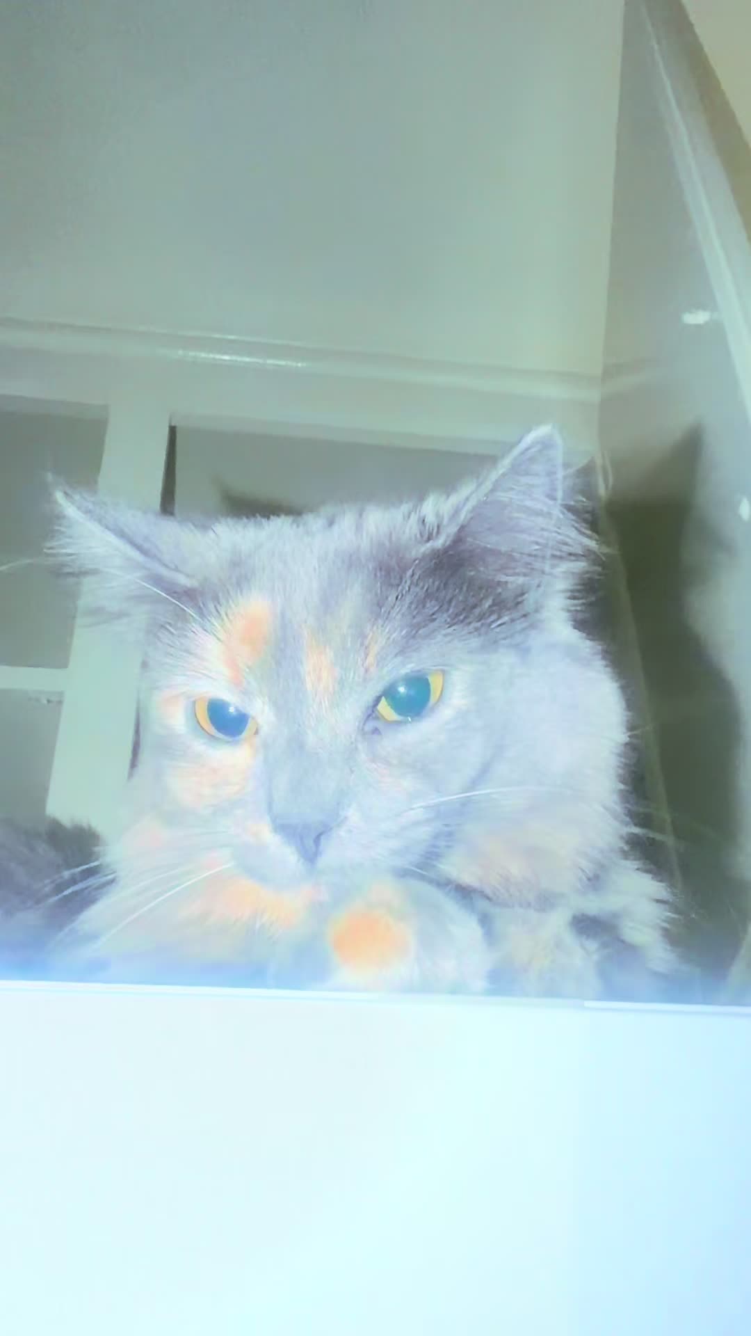 @Chiquito, Coco and the cat