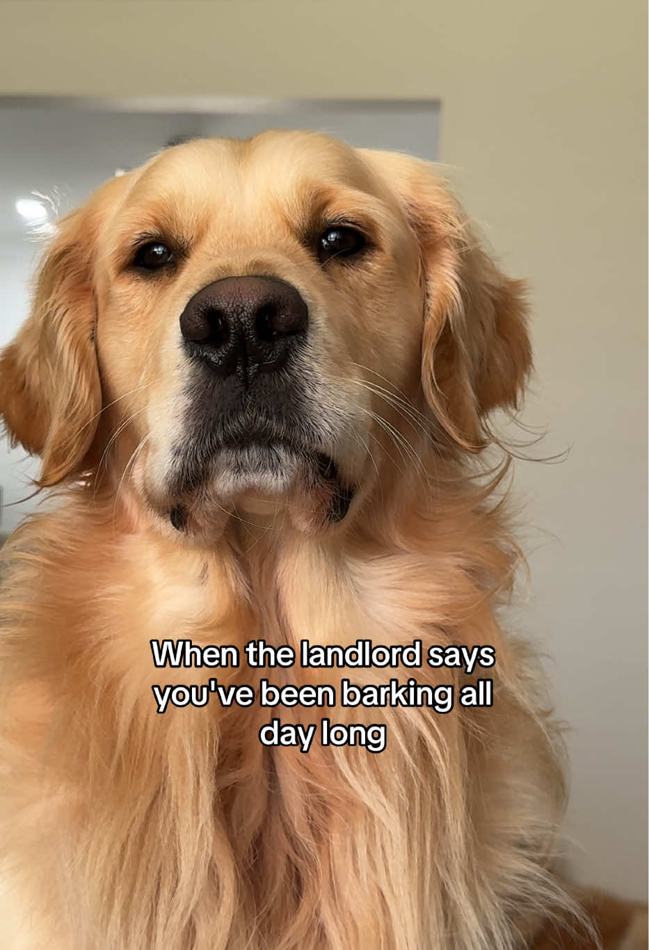 @lunas_golden_life