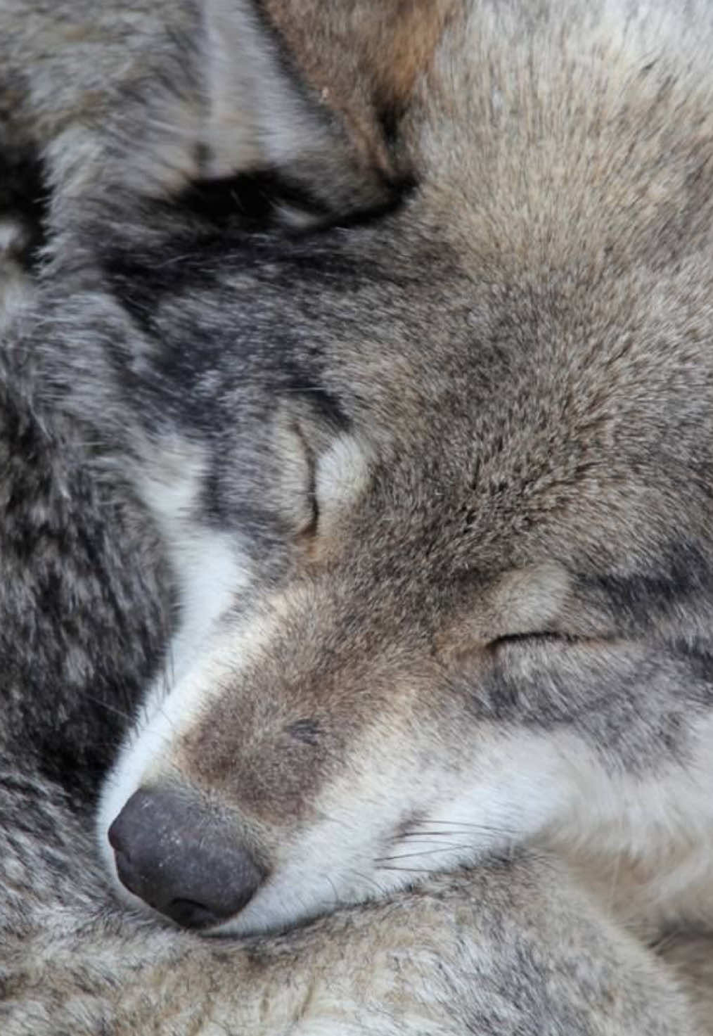 @WOLFBOY APEXPREDATOR
