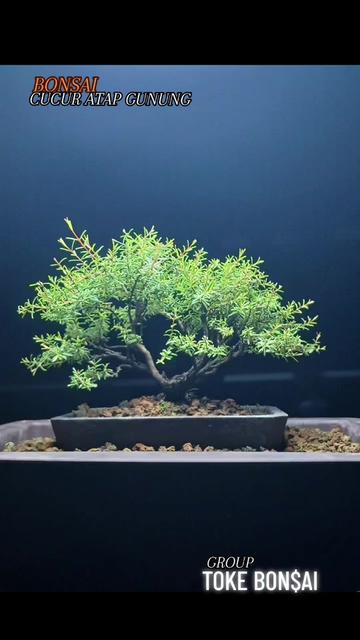 @Toke bonsai galeri