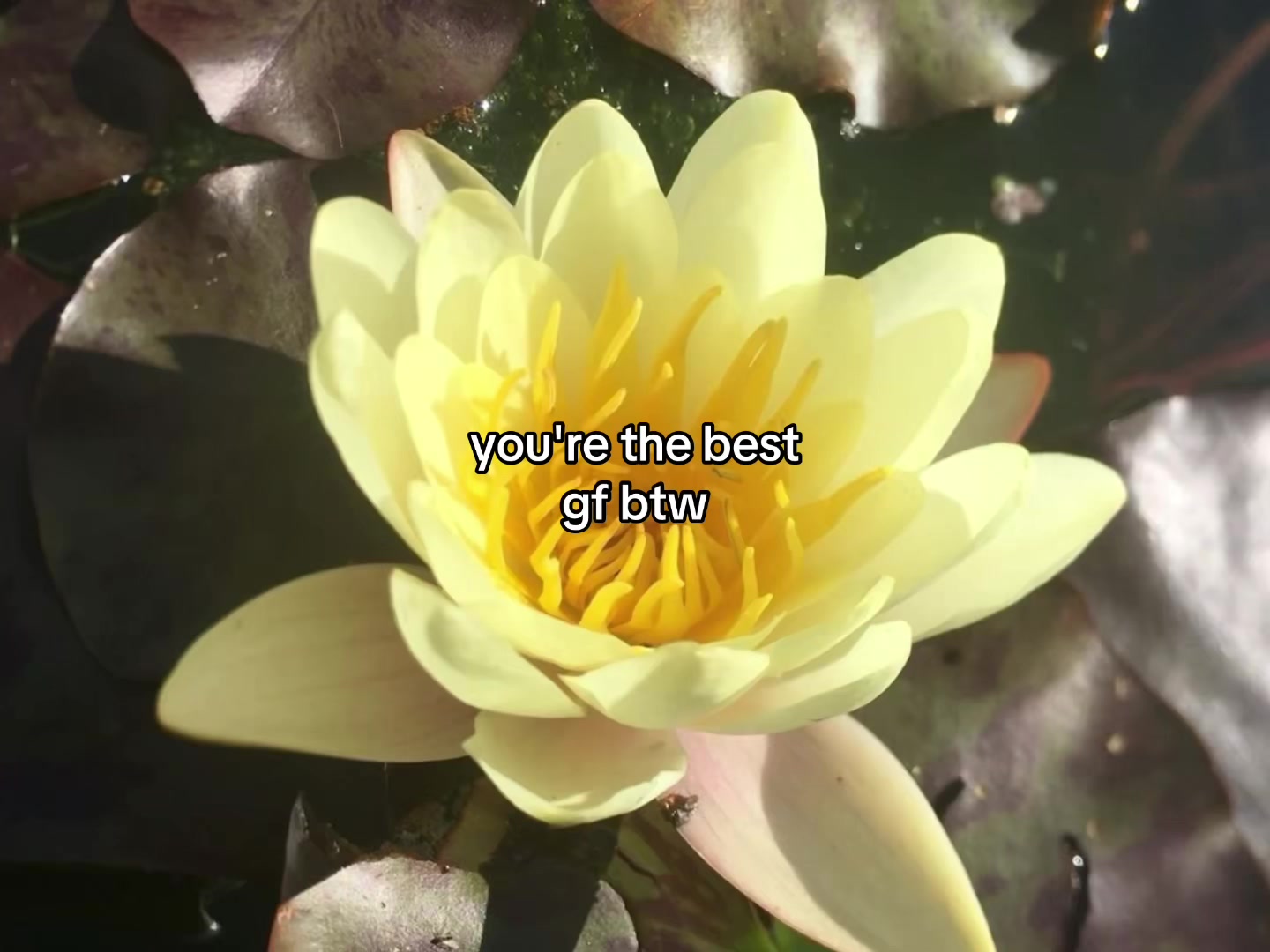 @flowercorrre