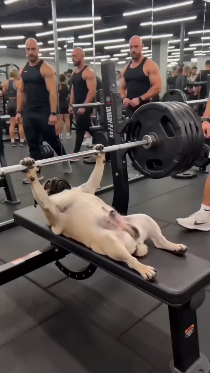 @Lucas The Pug