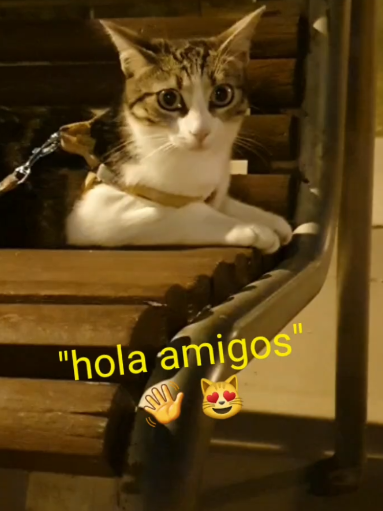 @nikii