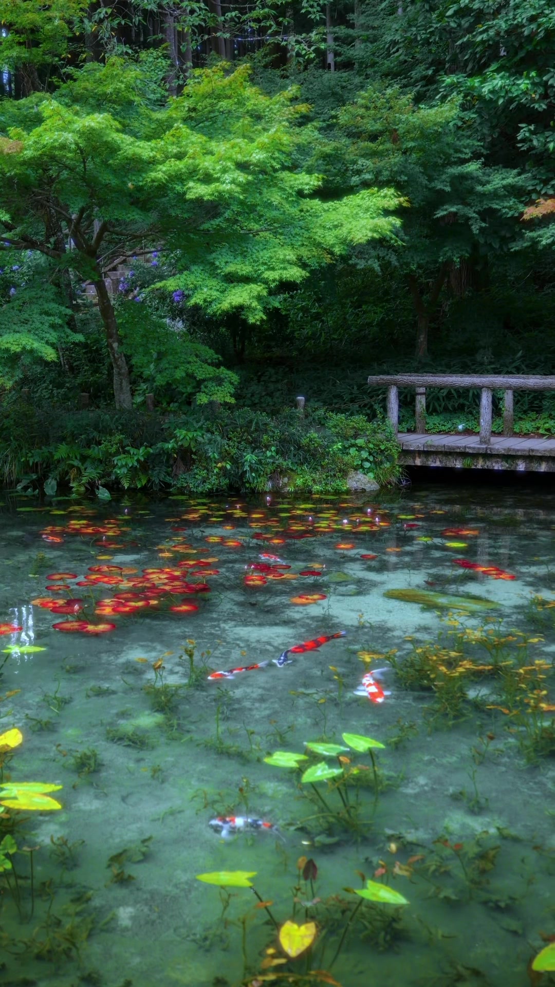 @koza | Beautiful Japan🇯🇵