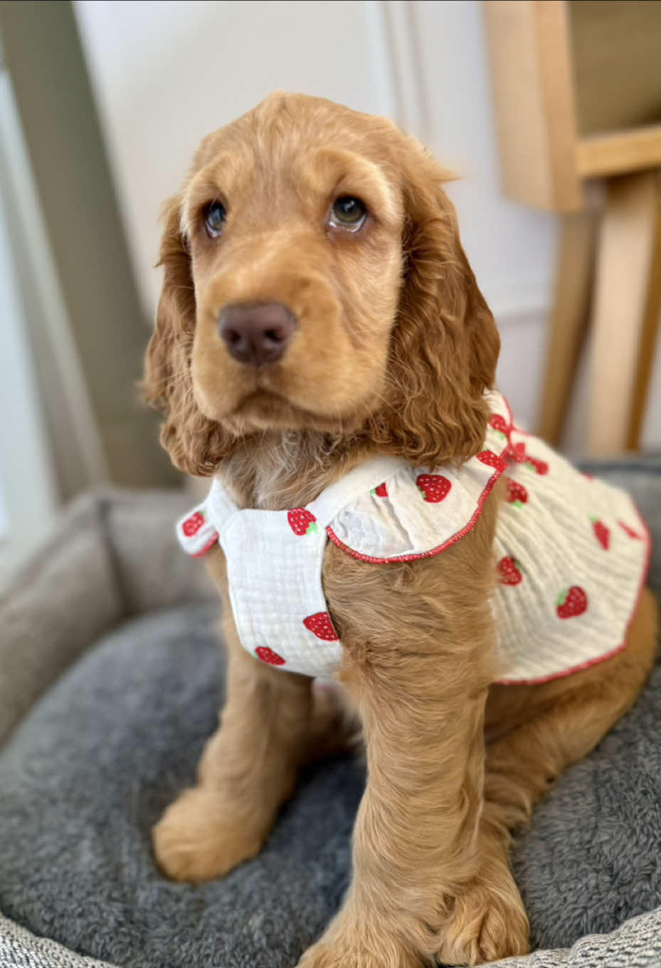 @Gigi Amorosa 🍓