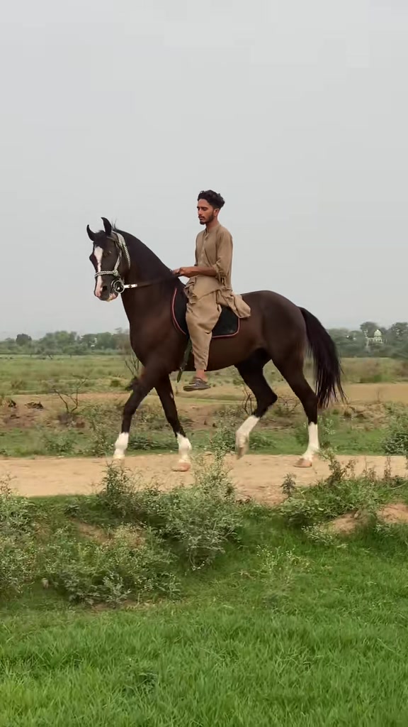 @Ch Hammad bokan ♥️🐎