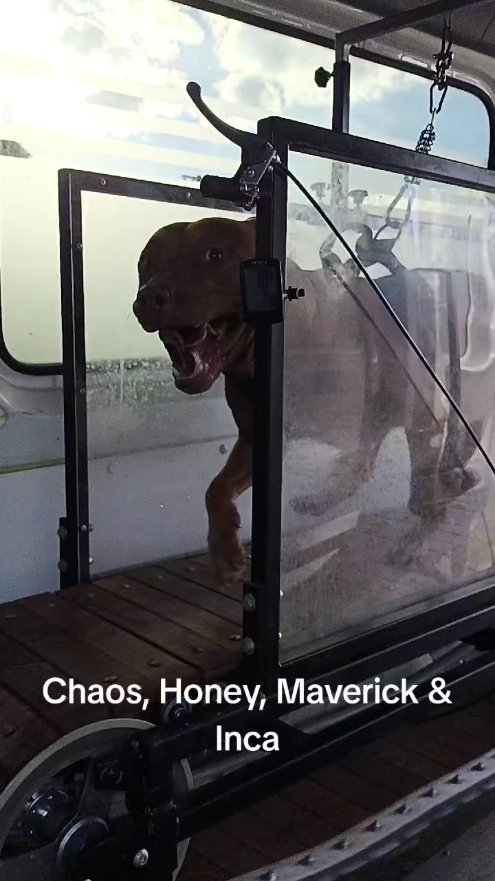 @Canine Conditioning