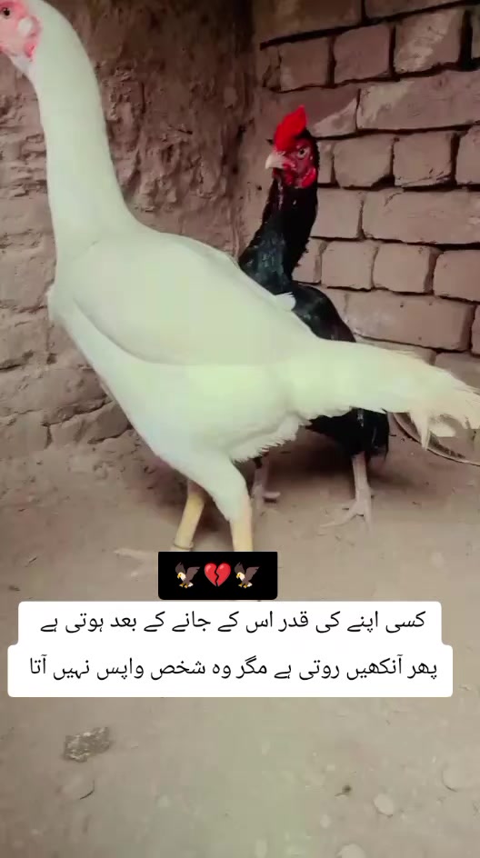 @kashifaseel2