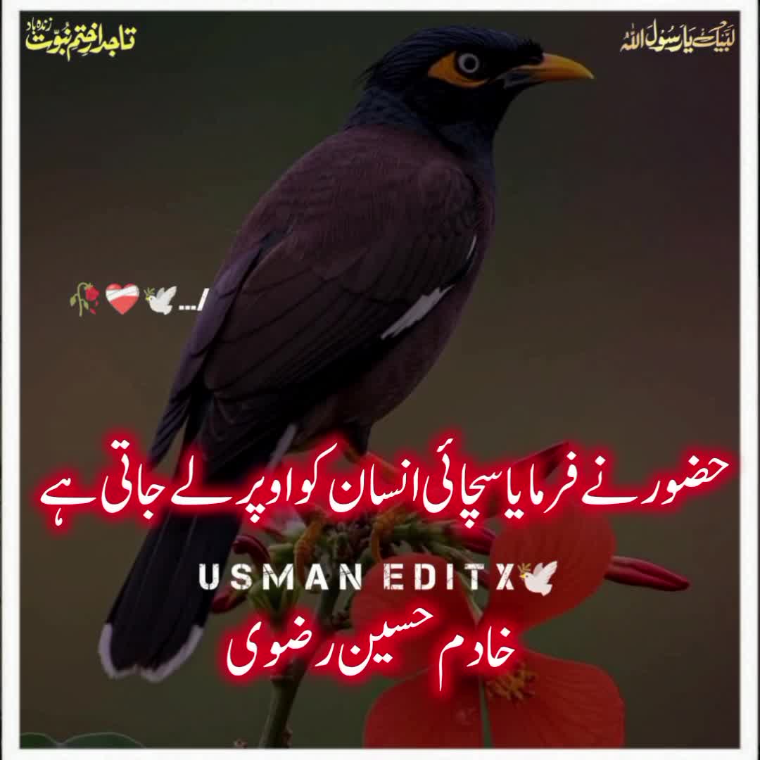 @سلطنت رضویہ 😍😍