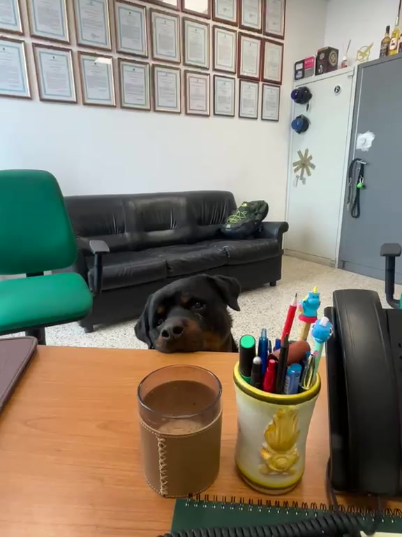 @Tutti pazzi per Ciro il rott