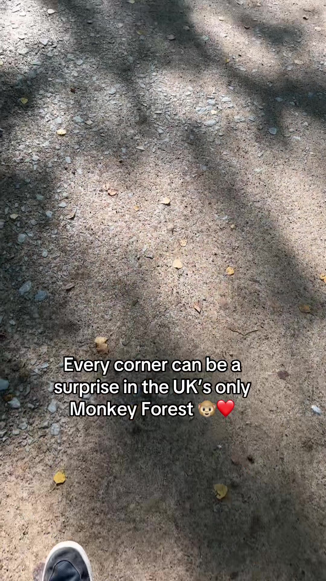 @Monkey Forest